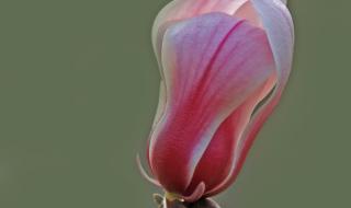 辛夷花酥的做法 辛夷花酥的做法