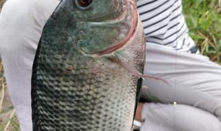 野生淡水石斑鱼 野生淡水石斑鱼