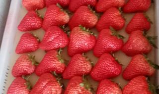 丹东草莓多少钱一斤