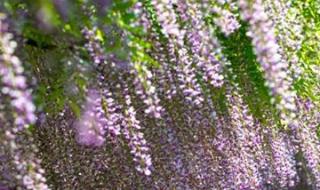 紫藤萝瀑布课文笔记 紫藤萝瀑布课文笔记