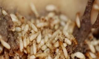 家里有蚂蚁窝怎么办 家里有蚂蚁窝怎么办