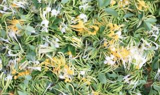 种植什么药材最赚钱 种植什么药材最赚钱