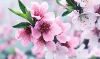 会流泪的树是什么树 会流泪的树是什么树