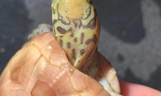 黄化斑纹草龟多少钱 黄化斑纹草龟多少钱