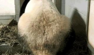 有关大熊猫的图片 有关大熊猫的图片