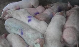 猪呼吸道病 猪呼吸道病