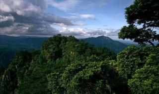 中国娃娃鱼 中国娃娃鱼