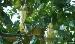 去泰国买什么好 去泰国买什么好