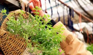 广场舞花篮的花儿香