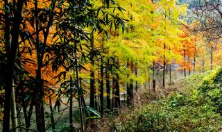 水色山光皆画本